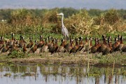 White-faced whistling ducks and black-headed heron : 2014 Uganda